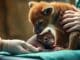 communique-parc-animalier-zoo-naissance